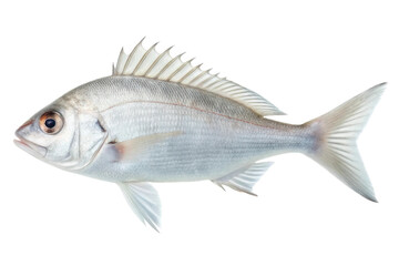 Freshwater fish swimming in clear water with shimmering scales and a defined body shape, showcasing aquatic life in its natural habitat