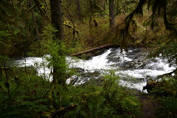 Obraz premium Upper north falls , silver falls state park , Oregon