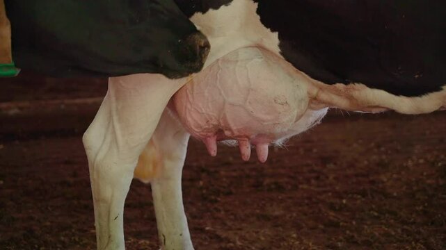 Close-up of a dairy cow's udder.