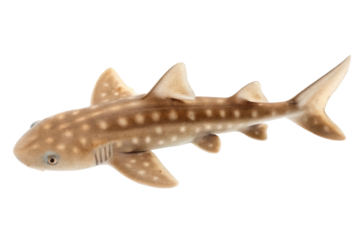 Realistic depiction of a small shark toy for children's marine education and playtime activities