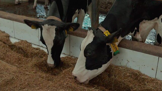 Holstein cows consuming forage in the dairy farm.