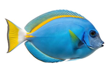 Vibrant blue fish with yellow accents swimming gracefully in an underwater habitat for marine life enthusiasts and education