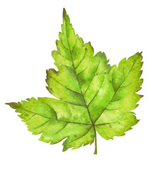 Hand drawn watercolor leaf illustration. Colorful green leaf for birthday, wedding, thanksgiving, holidays. Any creative projects.