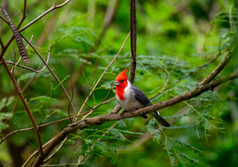 A Brazilian Cardinal resting on a limb