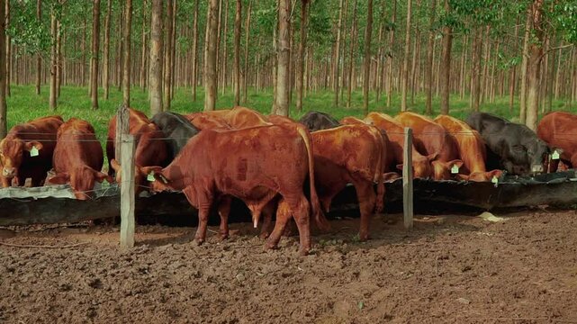 Panoramic view of young bulls consuming balanced feed from the trough, with a background of eucalyptus trees and green pasture.
