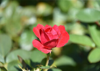 Single Lone Red Rose Flowering in the Sun