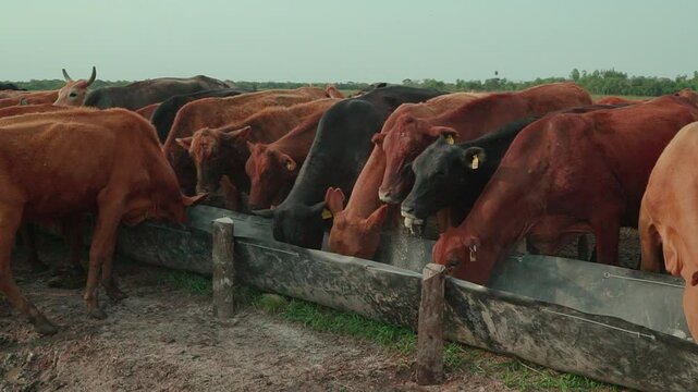 Panoramic view of cattle feeding in the middle of the field.