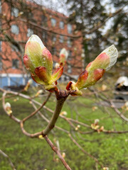 Chestnut branch macro on a spring morning