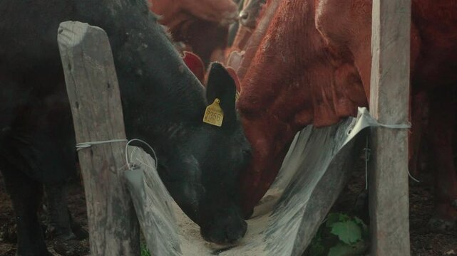 Side shot of young Brangus cattle eating balanced feed from the trough.