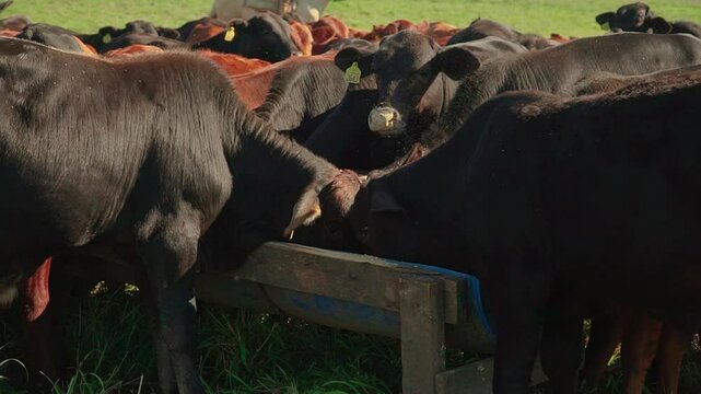 Red and black Brangus cattle consuming protein-balanced feed from the trough.