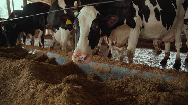 Young Holstein cow inside the dairy barn