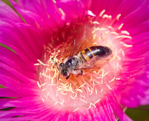 Close view of a bee collecting pollen from a vibrant pink flower during a sunny afternoon in a garden