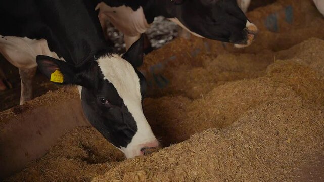 Holstein cow consuming corn forage in slow motion