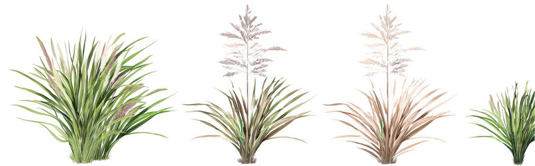 Fototapeta premium Isolated on a white background, three different types of grasses are depicted in one picture, png