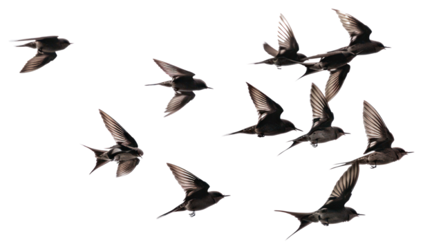 PNG Flock of swift flying birds blackbird.