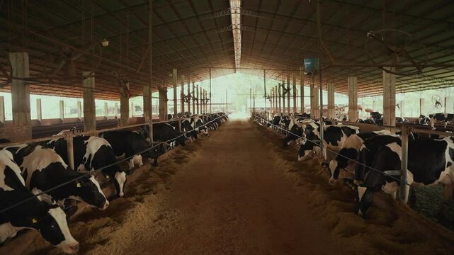Open shot of an automated dairy farm with fans and sprinklers, featuring Holstein cows.