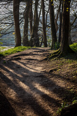 Obraz premium A pathway through woodland, on a sunny spring morning