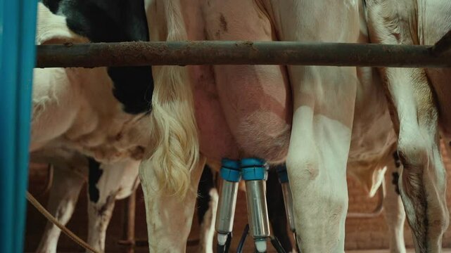 Automated milking of dairy cows in a high-tech dairy farm.