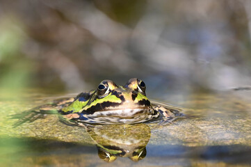 Common green frog in pond