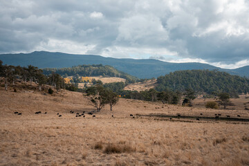 native grassland with Cows eating long pasture in Australia. in summer