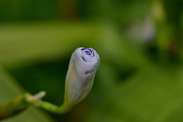 Knospe einer Japanischen Kammiris