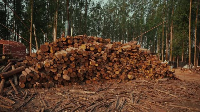 View of cut and stacked trees for charcoal production
