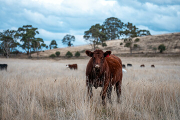 farming cows in a field on a farm eating grass in a beautiful country landscape