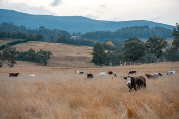 native grassland with Cows eating long pasture in Australia. in summer