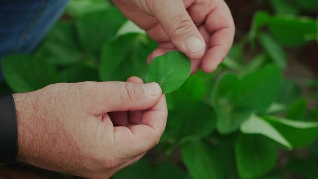 Farmer's hands inspecting a soybean leaf within the soybean crop