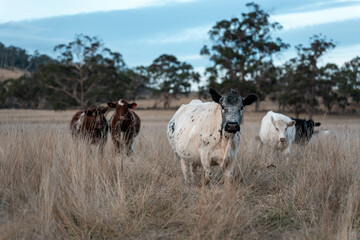 native grassland with Cows eating long pasture in Australia. in summer