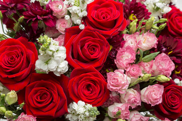 Background of blooming roses of different colors