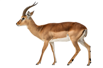 Profile of an Impala Antelope on White Background