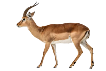 Papier peint photo intissé Profile of an Impala Antelope on White Background