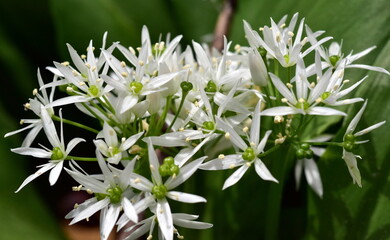 Bärlauch-Knospen und -Blüten