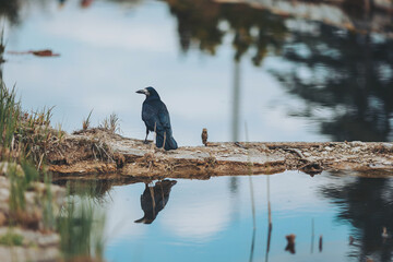 Majestic black bird perched gracefully on a log by a serene lake, reflecting nature's beauty at dusk in a tranquil setting