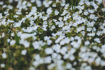 Delicate white flowers blanket the ground in a serene landscape filled with vibrant greens and sunlight, creating a tranquil atmosphere in early spring