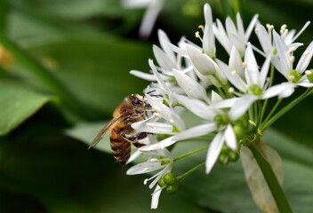 Biene auf Bärlauchblüten

