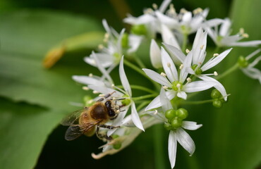 Biene auf Bärlauchblüten
