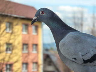 gołąb