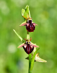 Photos of wildflowers, various bee orchids.
