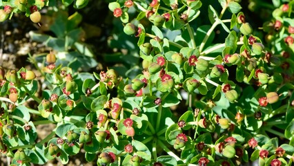 pictures of wild plants, medicinal flowers. photos of spurge flowers.
