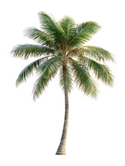 Obraz premium PNG Real palm tree plant arecaceae tropical.