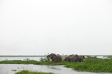 African bush elephant feeding on aquatic plants at the edge of a river in a tropical rainforest. Wildlife scene in natural wetland habitat. Peaceful moment in the wild, ideal for nature and conservati