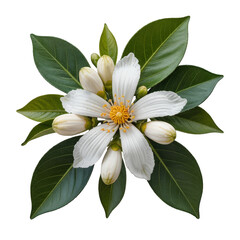 White flower with green leaves  isolated over png transparent background	