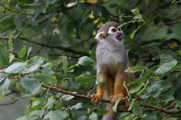 Common squirrel monkey	