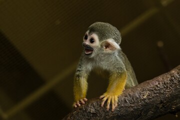 Common squirrel monkey	