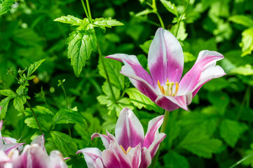 Fototapety na wymiar - Fototapeta24.pl