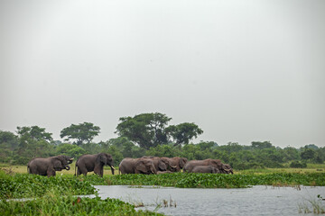 African bush elephant feeding on aquatic plants at the edge of a river in a tropical rainforest. Wildlife scene in natural wetland habitat. Peaceful moment in the wild, ideal for nature and conservati