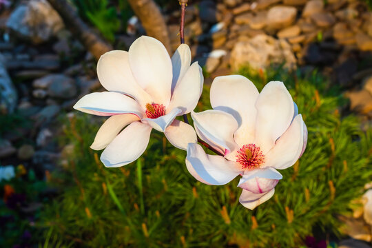 Magnolia flower close-up. Flowers on a branch of a blooming mangolia in the garden