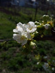 Cherry bloom on the branch